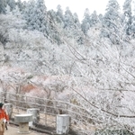真っ白に雪化粧した六甲山上の木々＝１８日午前１０時４８分、神戸市灘区六甲山町北六甲（撮影・小林良多）