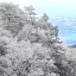 寒波が生み出した霧氷の森。神戸の街や海をバックに輝いた＝１８日午前、神戸市灘区六甲山町から撮影
