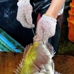 うろこの隙間から針金を通し、魚の鮮度を保つ技術「神経抜き」＝明石市岬町、明石浦漁協