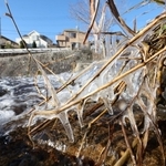 強い冷え込みで凍り付いた川沿いの草木＝２７日午前９時２分、神戸市東灘区の住吉川（撮影・長嶺麻子）