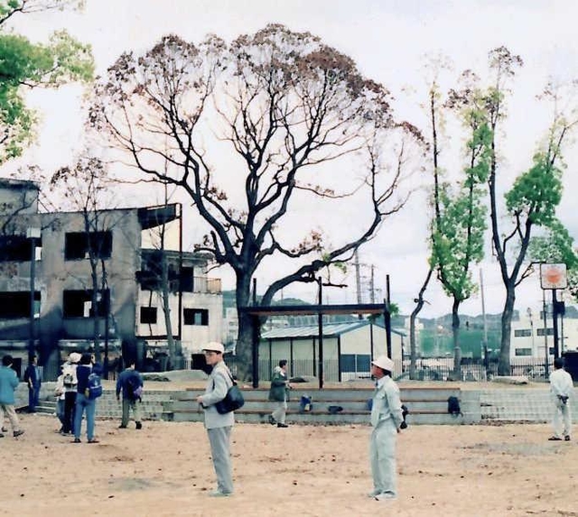 震災直後の大国公園のクスノキ。緑の葉がなく枯れたように見える＝１９９５年５月、神戸市長田区本庄町２（松元さん撮影）