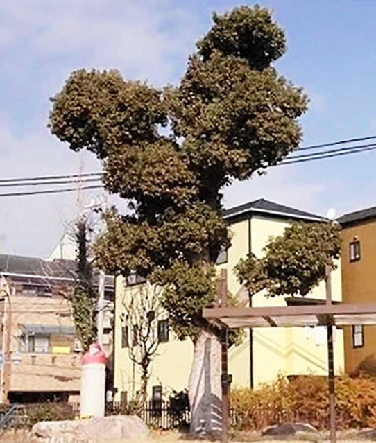 樹勢を取り戻した大国公園のクスノキ＝２０２１年１２月（宮田さん撮影）
