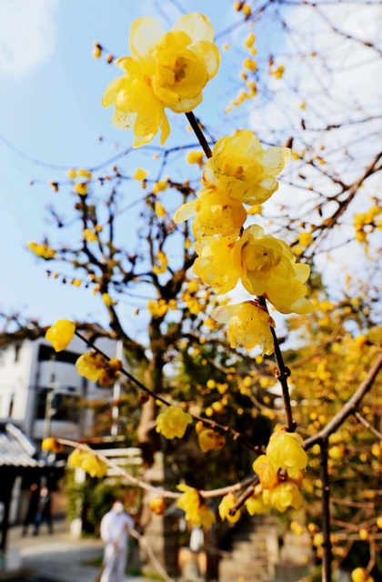 かれんな花をつけるロウバイ＝神戸市中央区山本通１、一宮神社