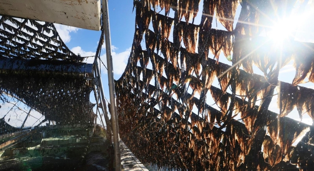 船の内部から見た摘み取り作業。黒々と育ったノリが日に輝く＝神戸市須磨区沖