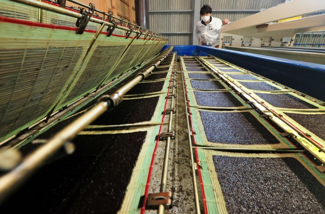 養殖のりの摘み取りが最盛期を迎え、次々と加工されていく「兵庫のり」＝神戸市須磨区須磨浦通６、すまうら水産有限責任事業組合