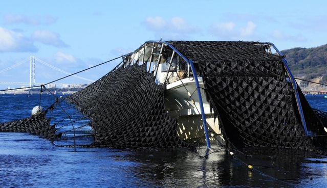 養殖のりが摘み取り最盛期を迎えている。のり網を海中から起こす「潜り船」が、黒々とした衣装をまとったような姿をみせている＝神戸市須磨区沖