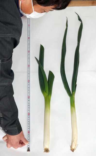 通常の秀品（右）と緩和規格の岩津ねぎ。全長６０センチ以上、青葉の数１・５枚以上に緩和された＝朝来市和田山町枚田
