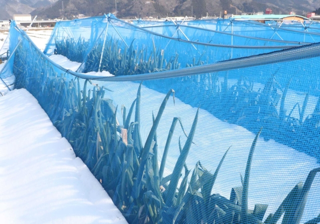 雪の重みで曲がった防雪ネットのパイプ。ネットに押されてネギの青葉が折れた＝朝来市和田山町枚田