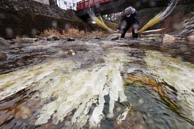 流水で洗われるコウゾの白皮＝兵庫県多可町加美区鳥羽、杉原川