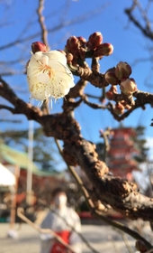 ほころび始めた早咲きの梅＝神戸市須磨区天神町２