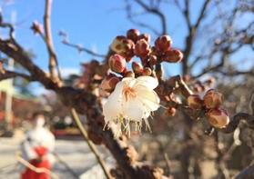 ほころび始めた早咲きの梅＝神戸市須磨区天神町２