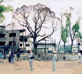 震災直後の大国公園のクスノキ。緑の葉がなく枯れたように見える＝１９９５年５月、神戸市長田区本庄町２（松元さん撮影）