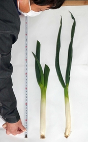 通常の秀品（右）と緩和規格の岩津ねぎ。全長６０センチ以上、青葉の数１・５枚以上に緩和された＝朝来市和田山町枚田