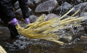 冷たい川の水に打ち付けられるコウゾ＝兵庫県多可町加美区鳥羽、杉原川（撮影・長嶺麻子）