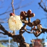 ほころび始めた早咲きの梅＝神戸市須磨区天神町２