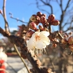 ほころび始めた早咲きの梅＝神戸市須磨区天神町２