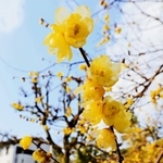 境内にほのかな甘い香り　まちの復興見つめ　神戸でロウバイ見頃