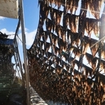 船の内部から見た摘み取り作業。黒々と育ったノリが日に輝く＝神戸市須磨区沖