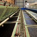 養殖のりの摘み取りが最盛期を迎え、次々と加工されていく「兵庫のり」＝神戸市須磨区須磨浦通６、すまうら水産有限責任事業組合