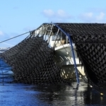 養殖のりが摘み取り最盛期を迎えている。のり網を海中から起こす「潜り船」が、黒々とした衣装をまとったような姿をみせている＝神戸市須磨区沖