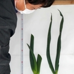 通常の秀品（右）と緩和規格の岩津ねぎ。全長６０センチ以上、青葉の数１・５枚以上に緩和された＝朝来市和田山町枚田