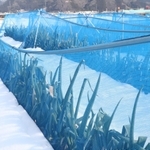 雪の重みで曲がった防雪ネットのパイプ。ネットに押されてネギの青葉が折れた＝朝来市和田山町枚田