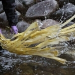 冷たい川の水に打ち付けられるコウゾ＝兵庫県多可町加美区鳥羽、杉原川（撮影・長嶺麻子）