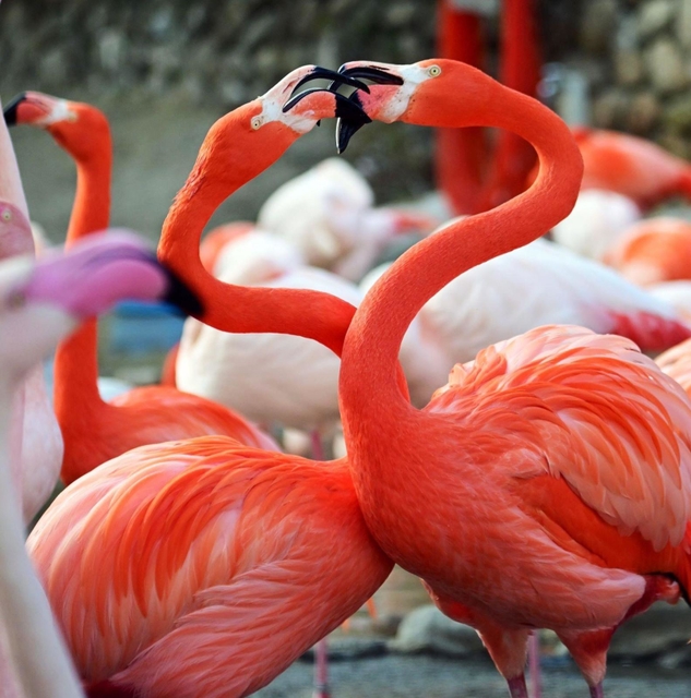ハート型を描くフラミンゴ＝神戸市立王子動物園（撮影・中西幸大）