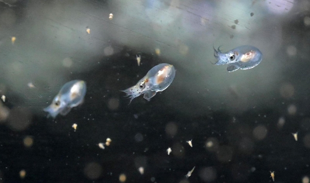 １月中旬にふ化したマダコの赤ちゃん。水槽の中を元気に泳ぎ回る愛らしい姿を見せている＝神戸市垂水区海岸通