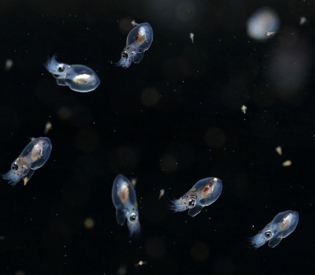 １月中旬にふ化したマダコの赤ちゃん。水槽の中を元気に泳ぎ回る愛らしい姿を見せている＝神戸市垂水区海岸通