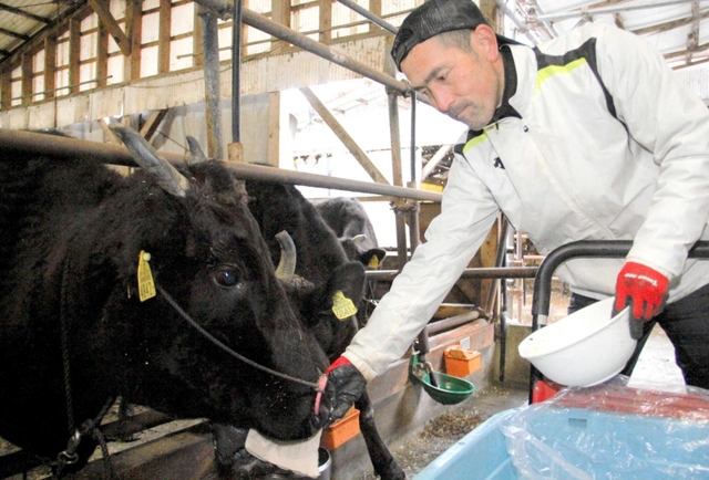 但馬牛の母牛にエコフィードの酒かすを与える綿田けんさん＝豊岡市宮井