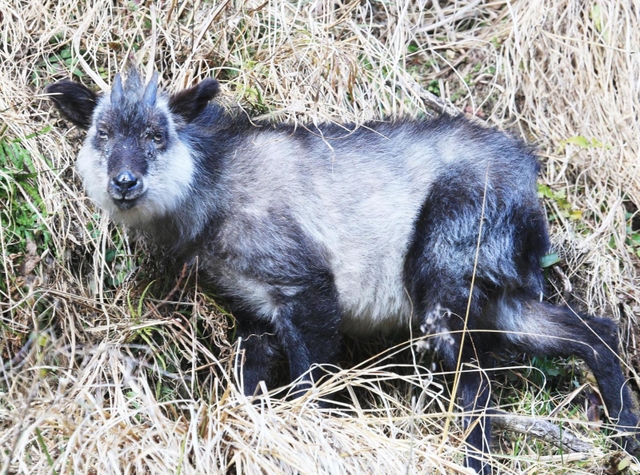 シャッター音に反応するニホンカモシカ＝兵庫県猪名川町
