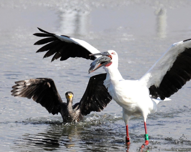 水深が浅くなったため池で魚を食べるコウノトリ＝１月１９日、明石市大久保町西島、大池（いなみ野ため池ミュージアム運営協議会提供、圓山嗣夫さん撮影）