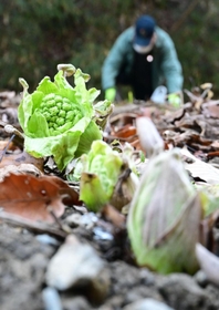 地面から顔を出したフキノトウ＝４日午前、神戸市西区押部谷町木見