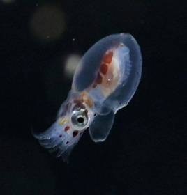 １月中旬にふ化したマダコの赤ちゃん。水槽の中を元気に泳ぎ回る愛らしい姿を見せている＝神戸市垂水区海岸通