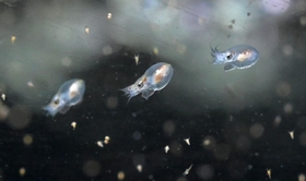 １月中旬にふ化したマダコの赤ちゃん。水槽の中を元気に泳ぎ回る愛らしい姿を見せている＝神戸市垂水区海岸通