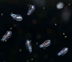 １月中旬にふ化したマダコの赤ちゃん。水槽の中を元気に泳ぎ回る愛らしい姿を見せている＝神戸市垂水区海岸通