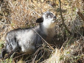 木の葉などを食べるニホンカモシカ＝猪名川町内