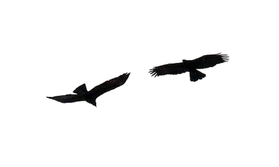 仲むつまじく大空を舞うニホンイヌワシのつがい＝１１日