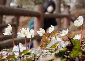 雪が残る山上に花を咲かせた真っ白なバイカオウレン＝神戸市灘区、六甲高山植物園