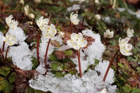雪が残る山上で咲くバイカオウレン＝２１日午後、神戸市灘区六甲山町北六甲、六甲高山植物園