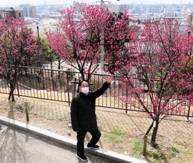 きれいな紅色に咲いた「大盃」をめでる堤健さん。高台にあるため、花の背景に東灘区の街並みが見渡せるのも岡本梅林公園の特徴という＝２月中旬、神戸市東灘区岡本６