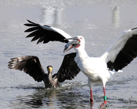 水深が浅くなったため池で魚を食べるコウノトリ＝１月１９日、明石市大久保町西島、大池（いなみ野ため池ミュージアム運営協議会提供、圓山嗣夫さん撮影）