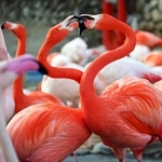 ハート型を描くフラミンゴ＝神戸市立王子動物園（撮影・中西幸大）