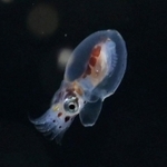 １月中旬にふ化したマダコの赤ちゃん。水槽の中を元気に泳ぎ回る愛らしい姿を見せている＝神戸市垂水区海岸通