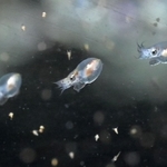 １月中旬にふ化したマダコの赤ちゃん。水槽の中を元気に泳ぎ回る愛らしい姿を見せている＝神戸市垂水区海岸通