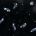 １月中旬にふ化したマダコの赤ちゃん。水槽の中を元気に泳ぎ回る愛らしい姿を見せている＝神戸市垂水区海岸通