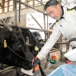 但馬牛の母牛にエコフィードの酒かすを与える綿田けんさん＝豊岡市宮井