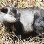 斜面に現れたニホンカモシカ＝兵庫県猪名川町
