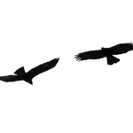 仲むつまじく大空を舞うニホンイヌワシのつがい＝１１日